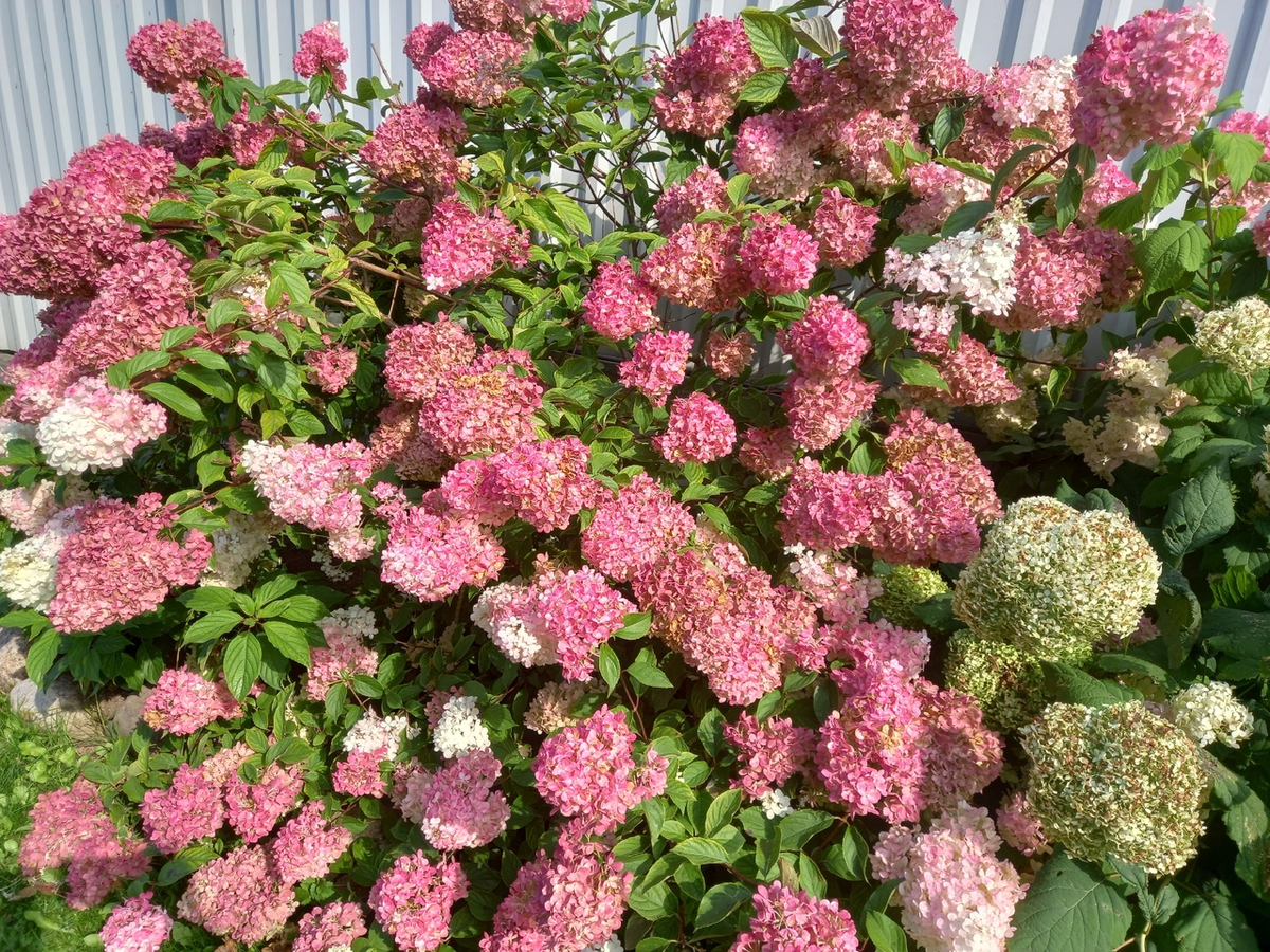 Моя метельчатая гортензия, посадили 6 лет назад (фото - август прошлого года)