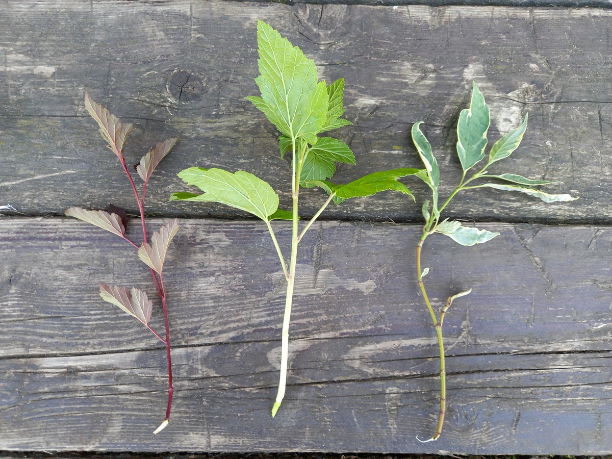 Такие веточки за 3 года превращаются в красивые кустики, проверила сама