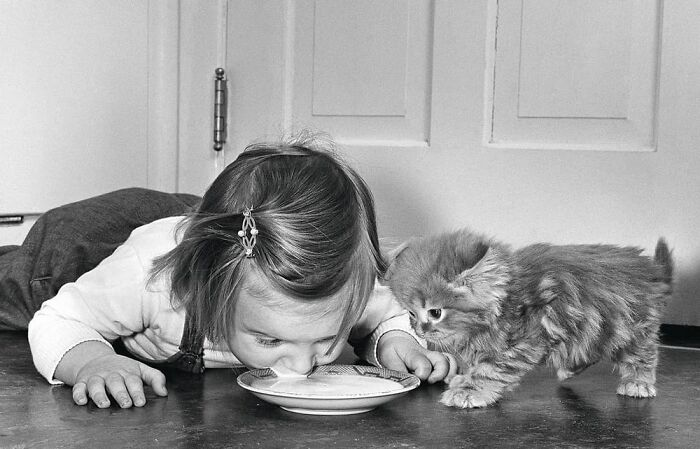 Источник: @allvintagecats
