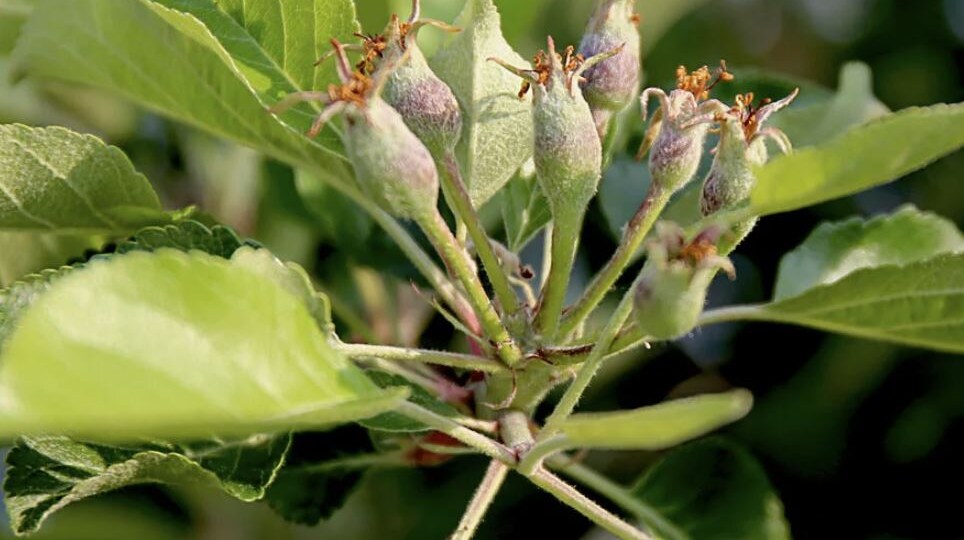 Чем подкормить плодовые деревья в начале лета: полное руководство для садоводов