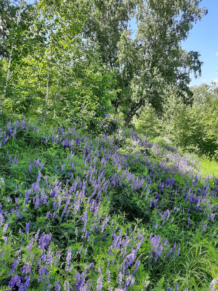 Фотография лесной красоты с наших  холмов.