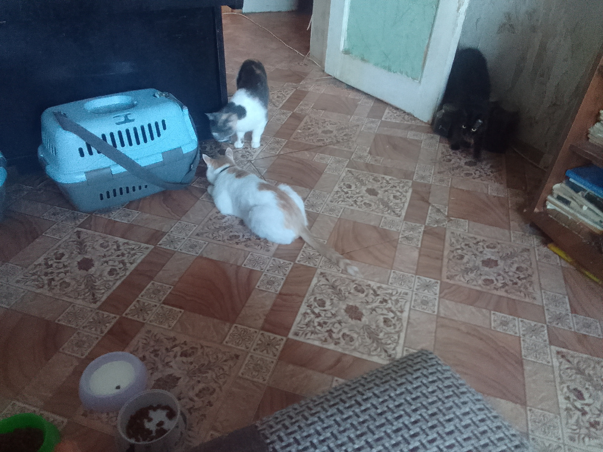 Юрка и Бусинка хатят поиграть с Кайрой, а Кайра уже сзади их