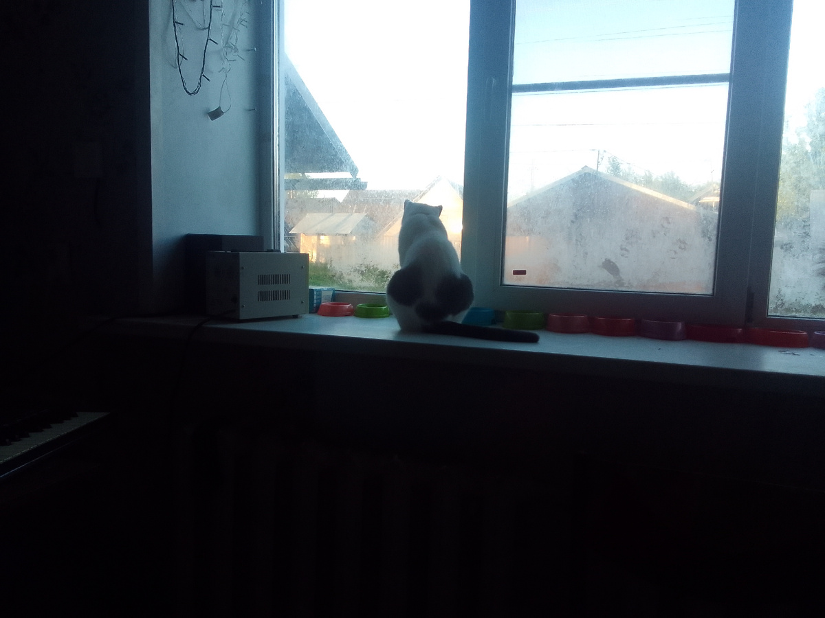 Кныш ахотитца на птиц 