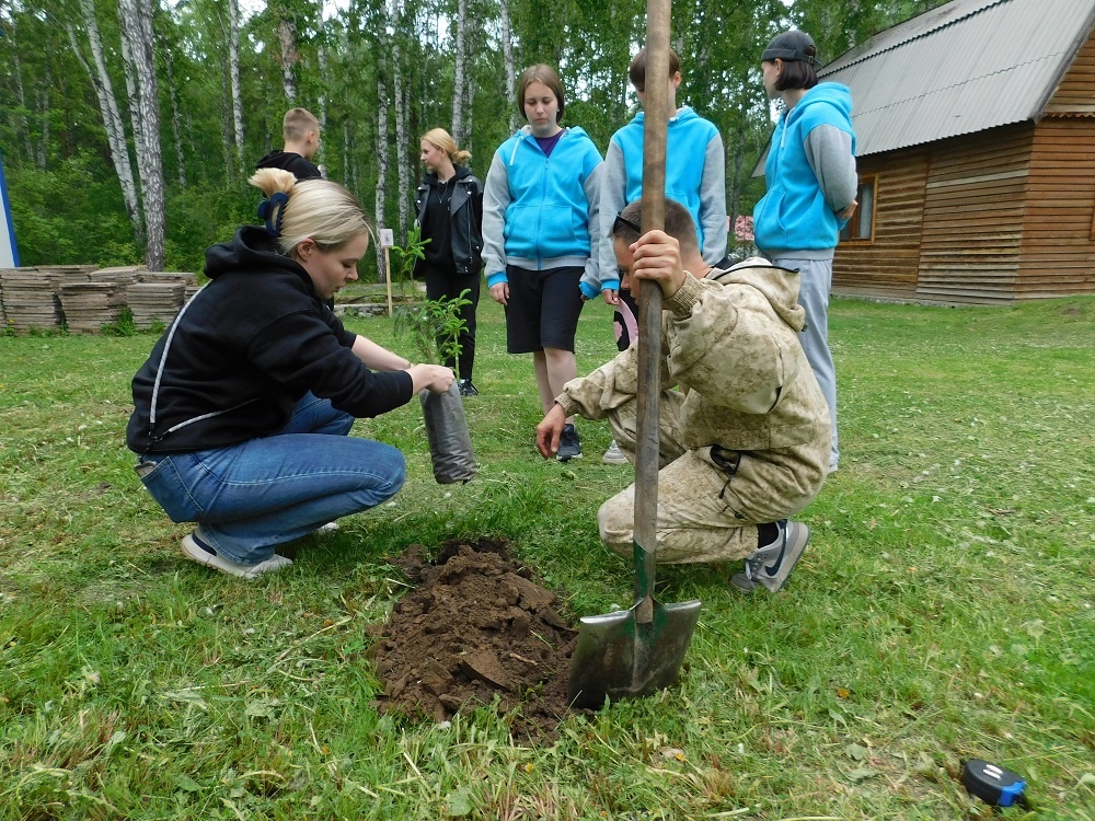    Саженцы ели высаживают в лагере "Радужный". Фото Анны Зубаревой