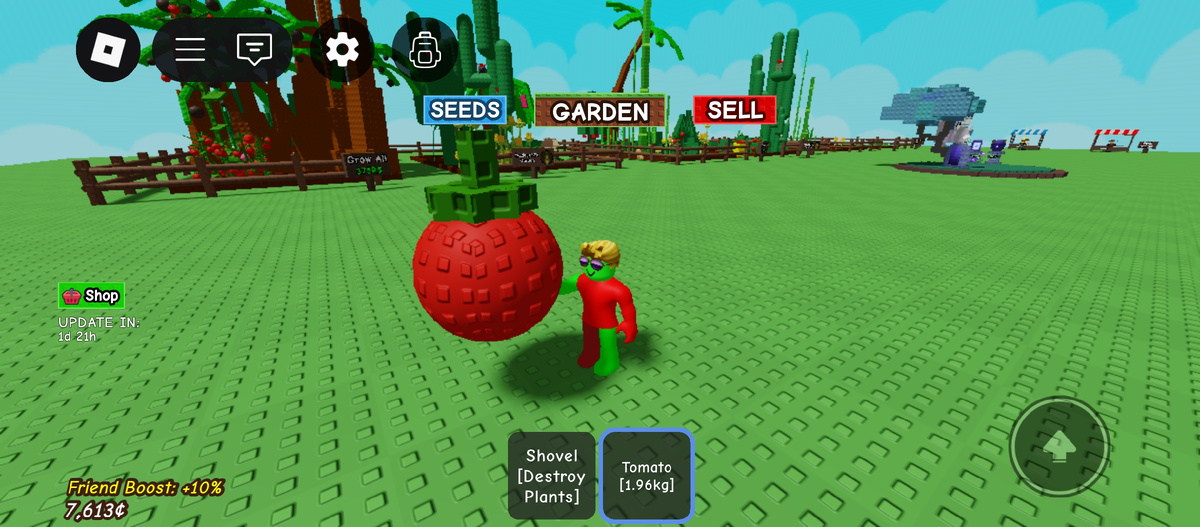 Огромный помидор