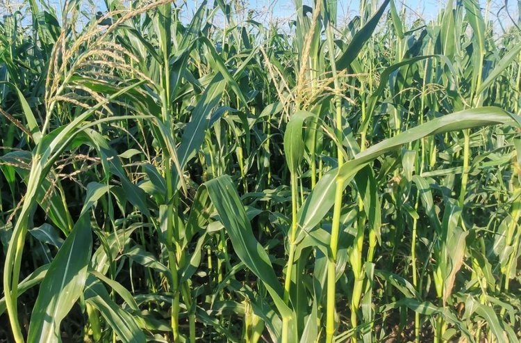    Индия принимает обновленные стандарты для биоудобрений