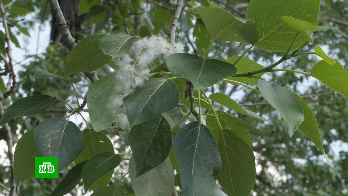    Сезон тополиного пуха начался в Москве раньше обычного