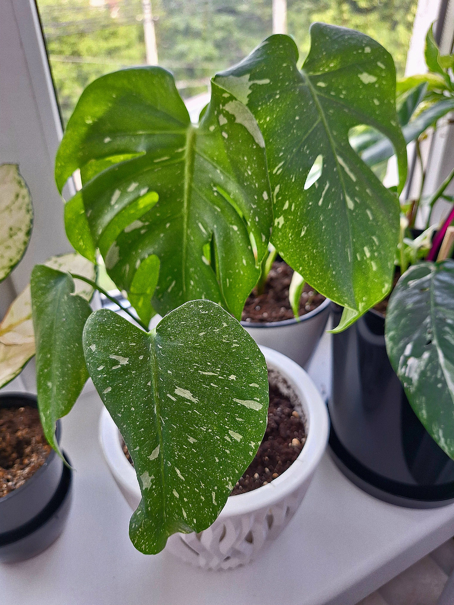 Монстера Тайское созвездие