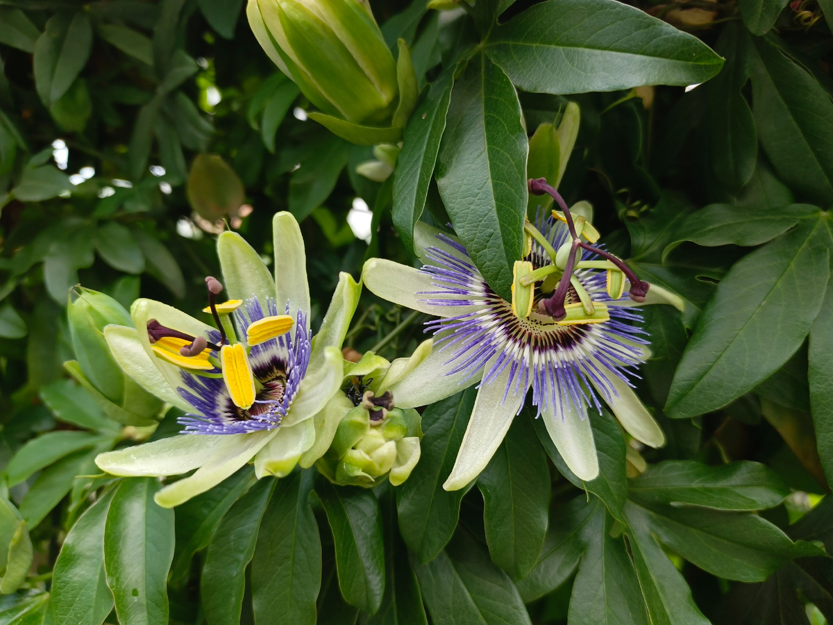 Адлер, ЖК Летняя резиденция, Пассифлора голубая, июнь 2025 г.