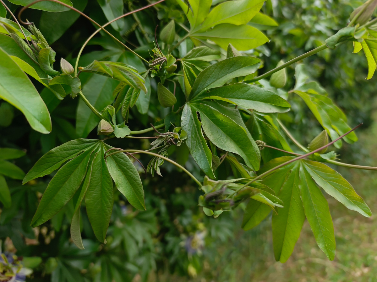Адлер, ЖК Летняя резиденция, Пассифлора голубая, июнь 2025 г.