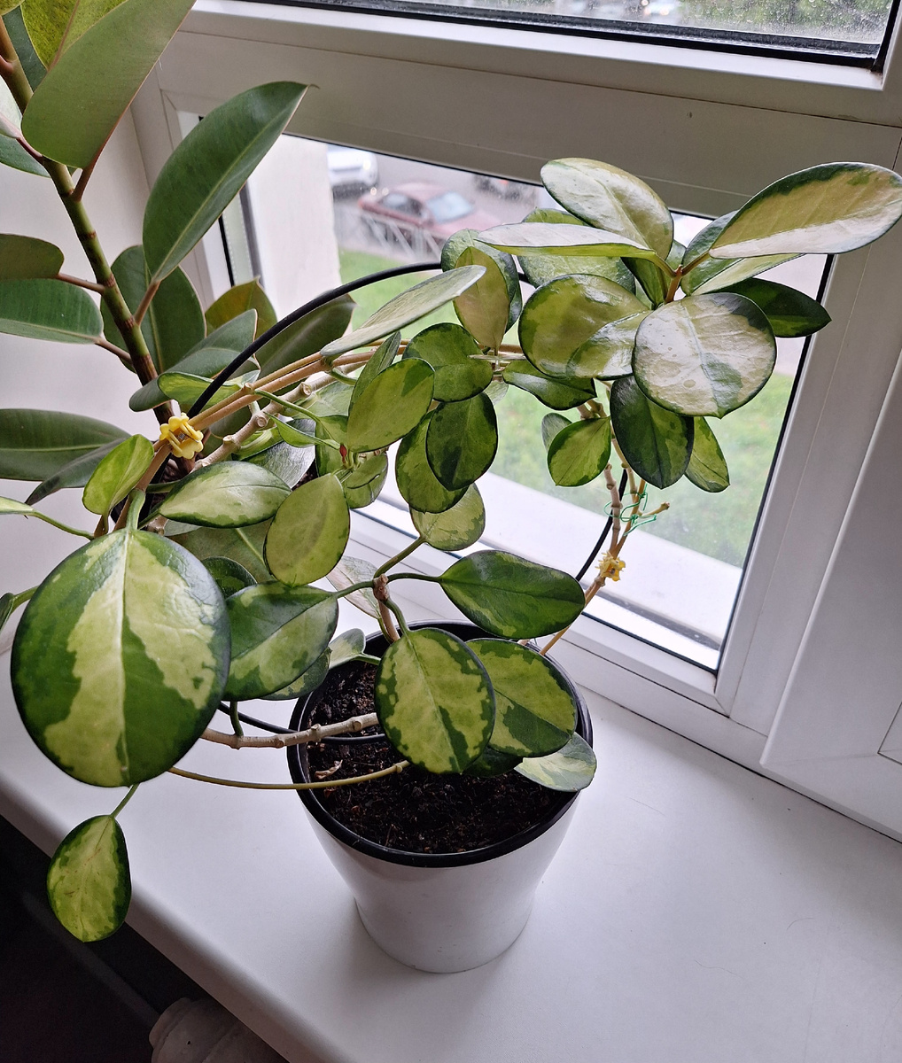 Хойя аустралис лиза