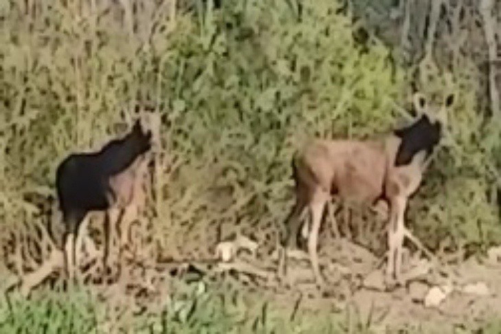    Фото предоставлено читателем VN.ru