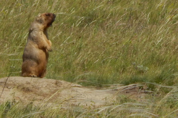    Сурок степной (байбак). Природный парк «Щербаковский». Фото: А.Н. Капустин