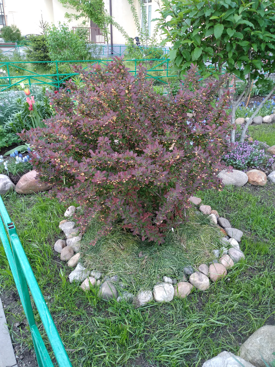 Первые посадки у дома-барбарисы