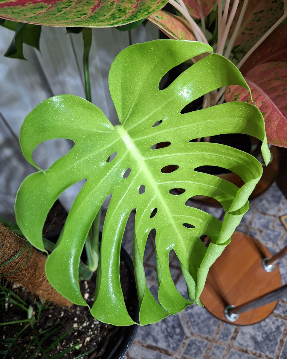 Монстера деликатесная