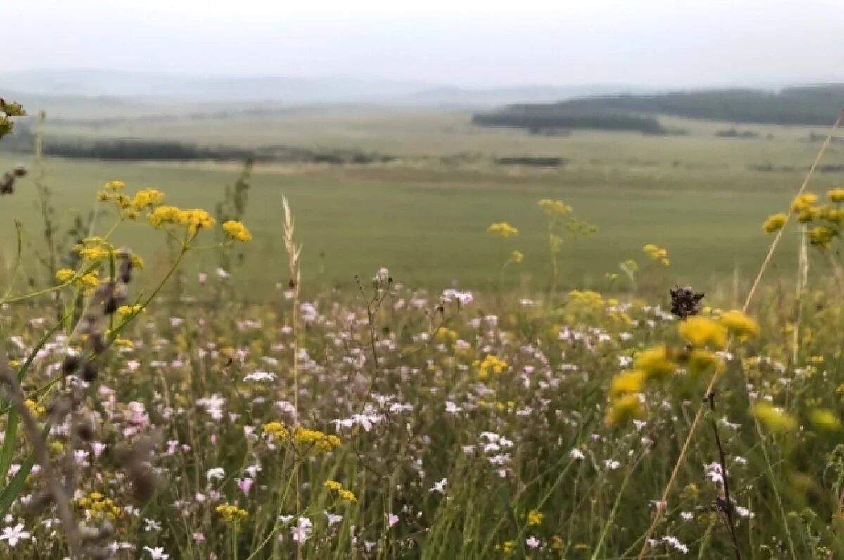    Жара отступает: Рязанская область встречает лето прохладой