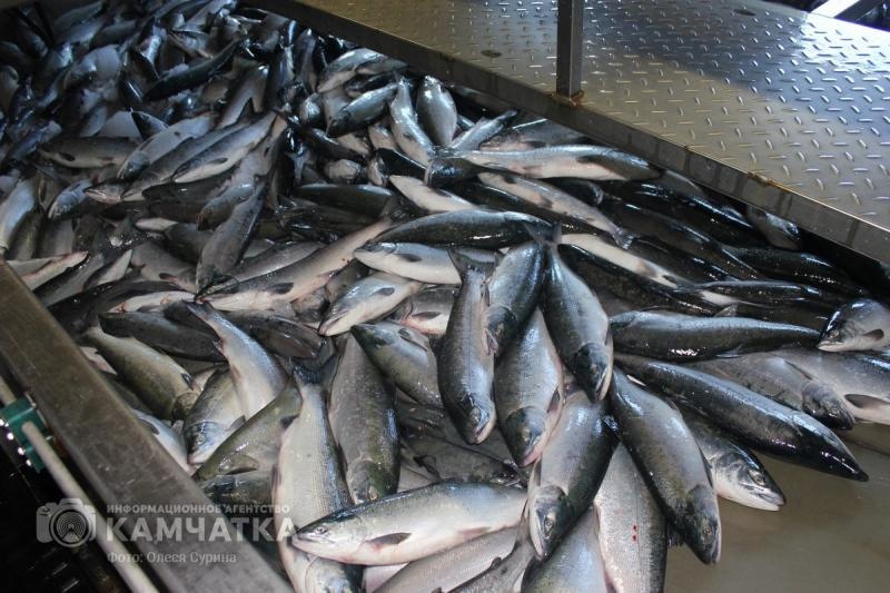 Фото: ИА «Камчатка»