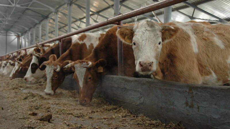     Сельское хозяйство. Коровы. Анна Зайкова