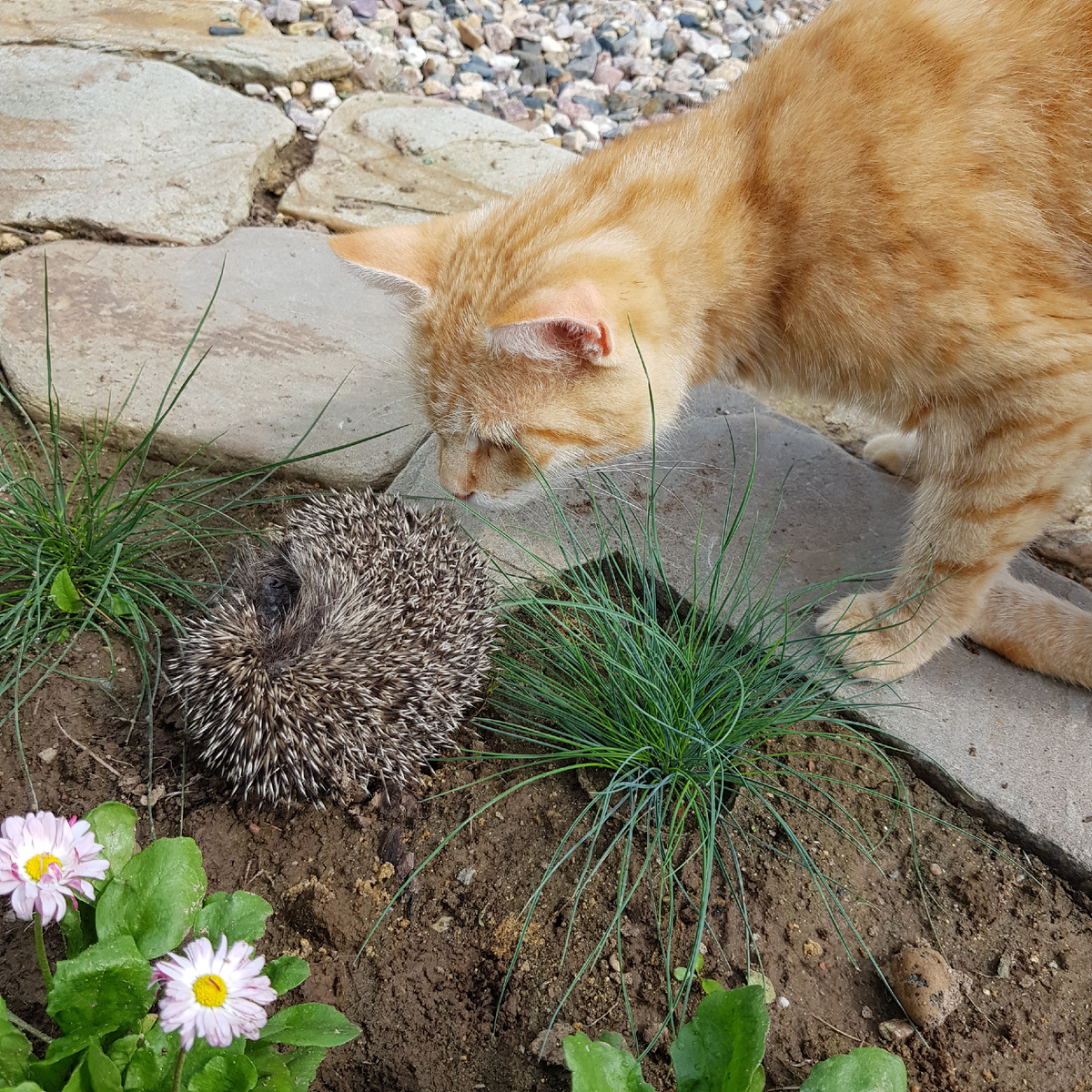 гравийный сад - эксперимент