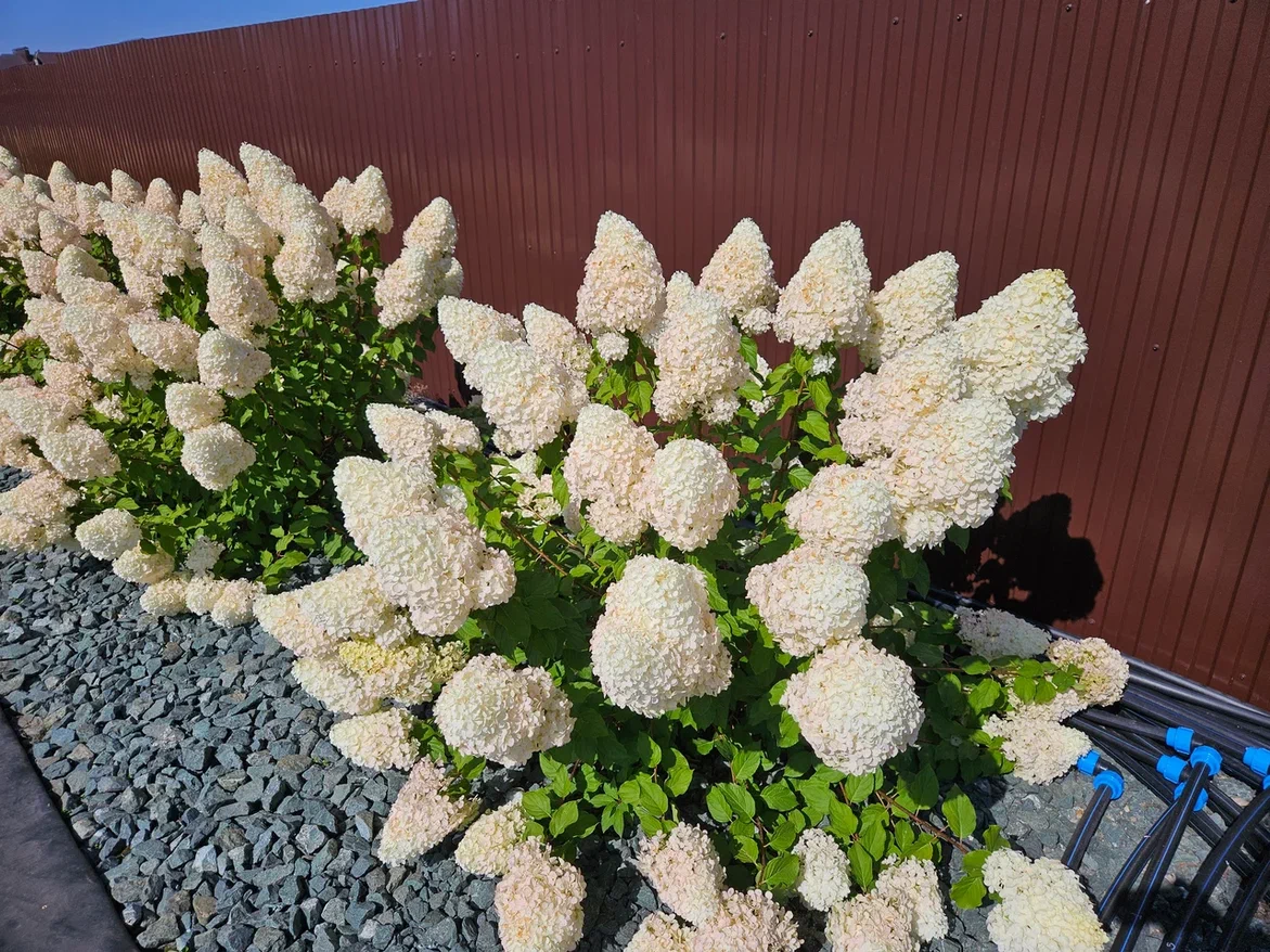 Пышные и крупные шапки гортензий - это не так просто, как кажется