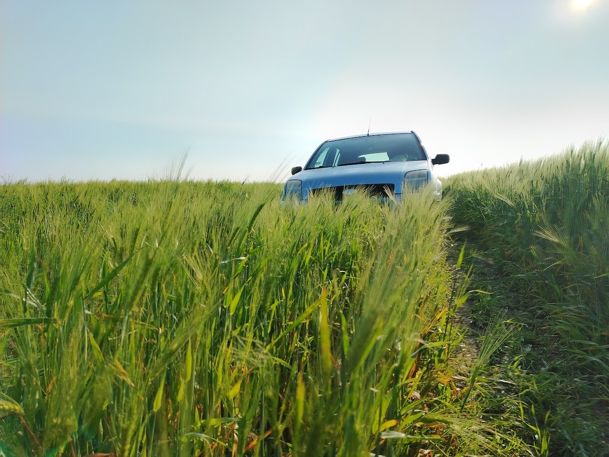 Начало грибного сезона 2025