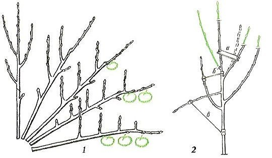 прямо канонический рисунок из учебника