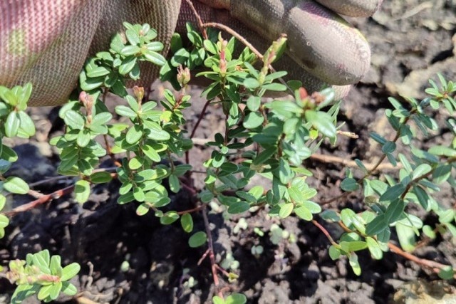   Фото предоставил Владимир Гурбанович