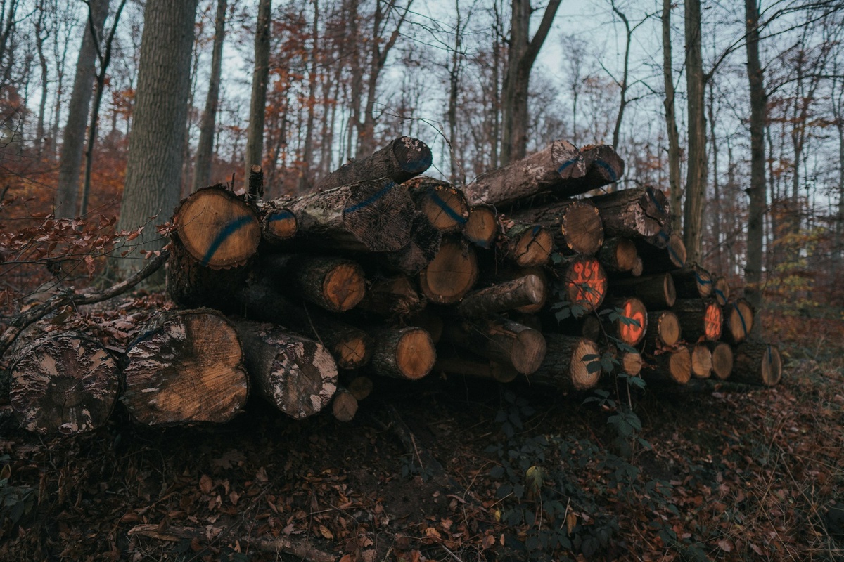 Изображение взято из открытых источников. 