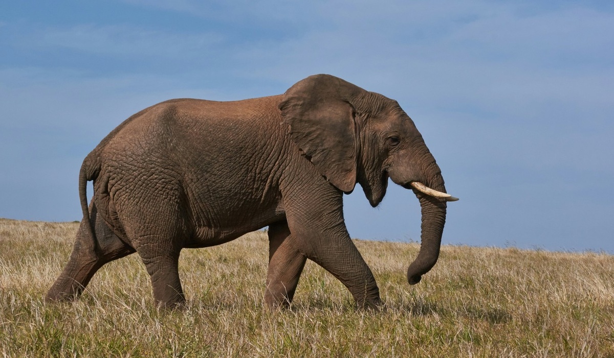    Фото: Wolfgang Hasselmann / unsplash.com