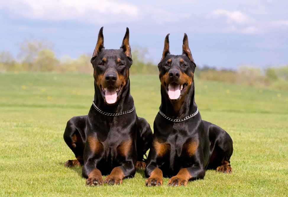 Фото: in.pinterest.com