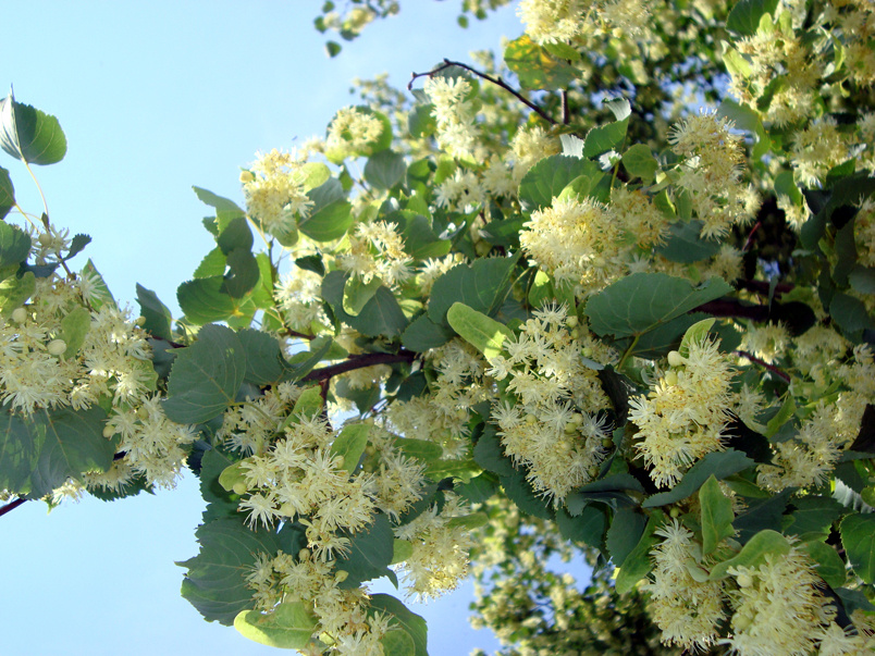 Фото из инета 