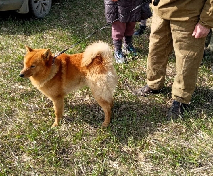 Тойво РПКОС 5/25 В.Н.Молчанова
