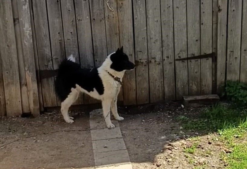 Путик С.А.Ячменева