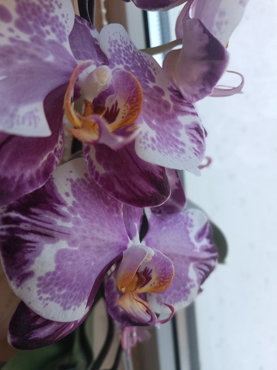 Обложка статьи. Фаленопсис Сакрифайс, цветение 2025