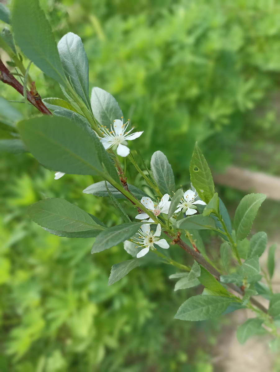 Зацвела жёлтая слива