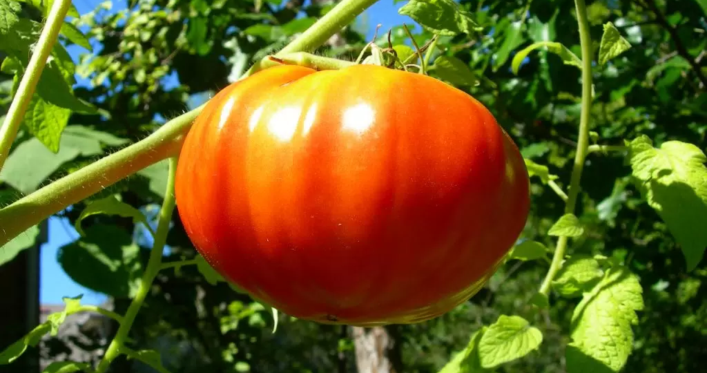 Полив томатов: 7 золотых правил моей МАМЫ, для рекордного урожая. Буквально раз в 5-6 больше чем у соседей