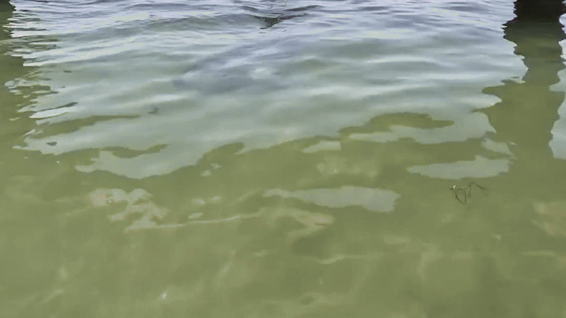    Дельфины подплывают к берегу. GIF: видео с ТГ-канала "Макс Анапский"