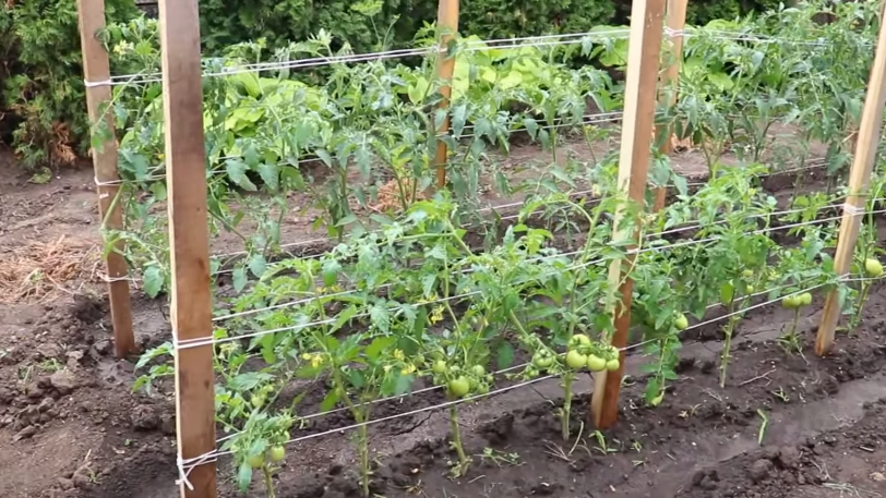Освоил китайскую технологию вместо мучений с кольями. Томаты растут как на плантации