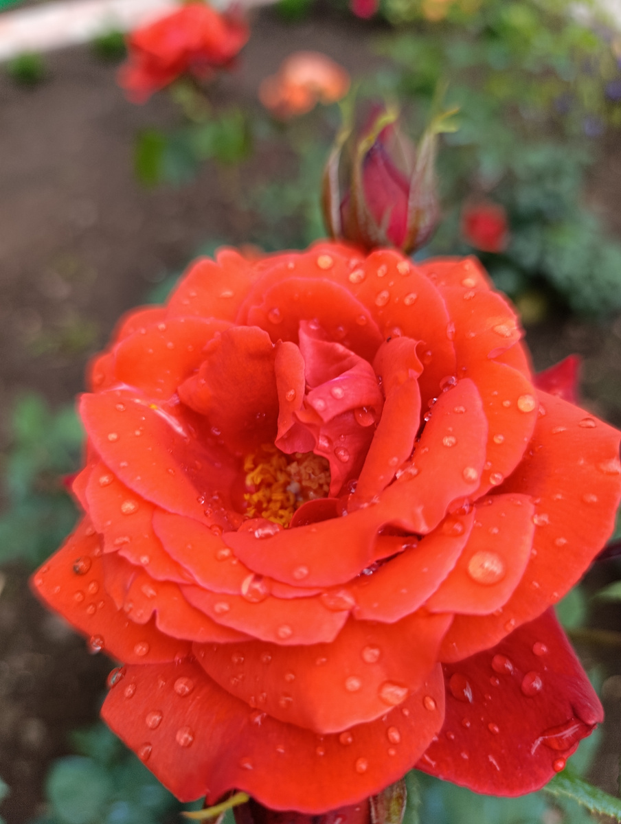 Парковая роза