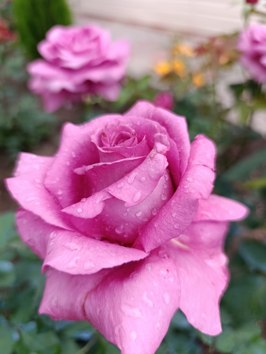 Без названия