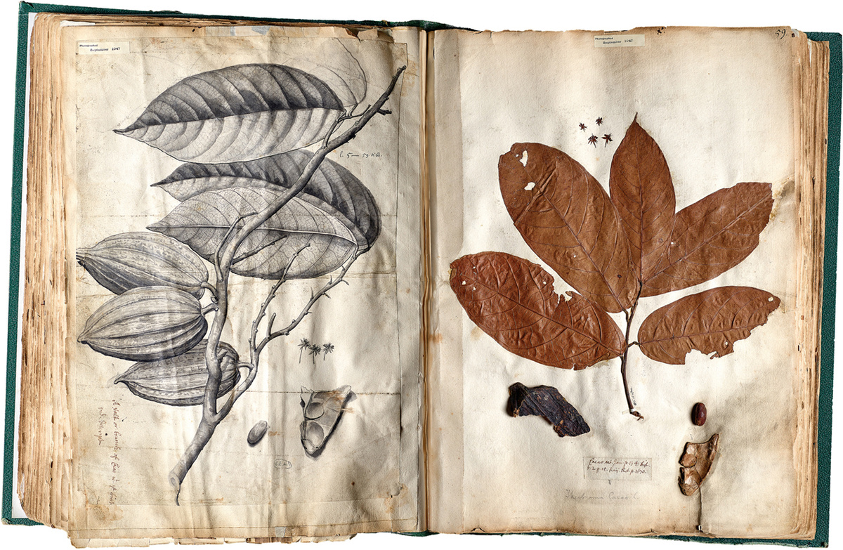 ��������� ������� �����, ��������� �� ������ � 1680-� �����. �������� ����� ������. ����: NHM IMAGES