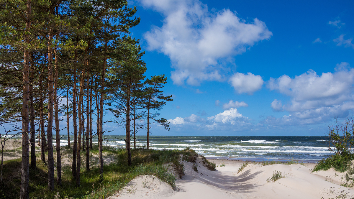 На Куршской косе