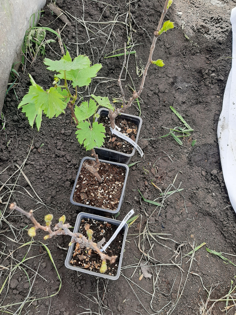 Виноградные сорта Новороссия, Сильвер и Зарница только с "питомника"