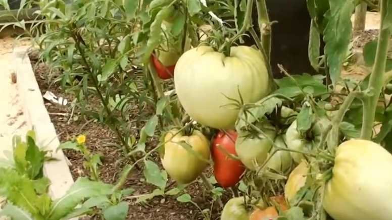 Формирую нижние листья томатов методом Митлайдера. Ошибался 5 лет, пока сосед не показал правду