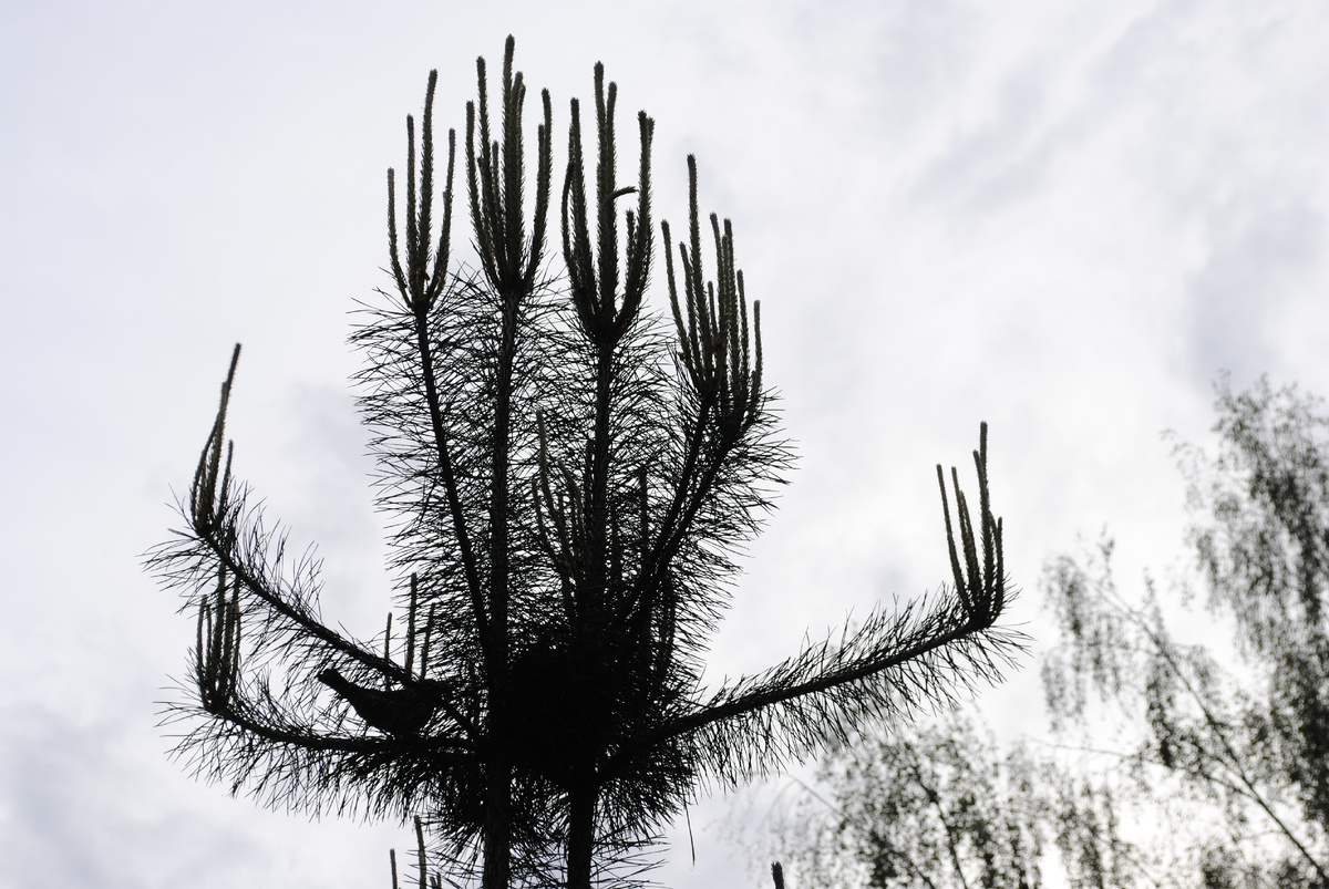 Видите птичку?