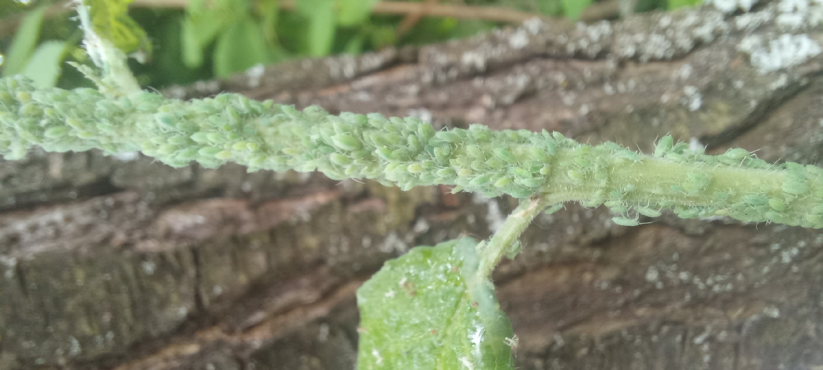 Это молоденькая веточка. 