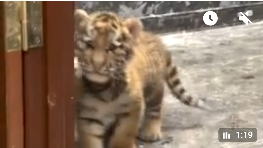 Скрин с видео.