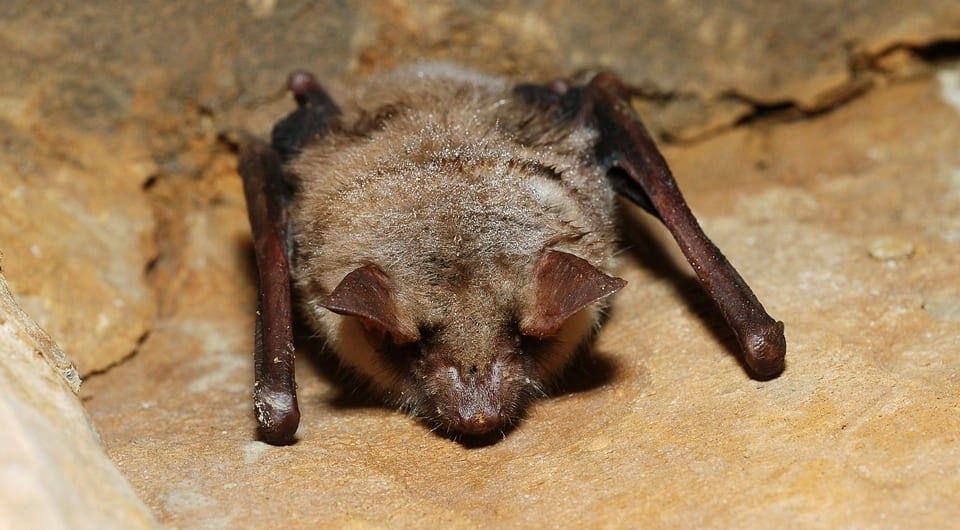   Gilles San Martin / Flickr / CC BY-SA 2.0