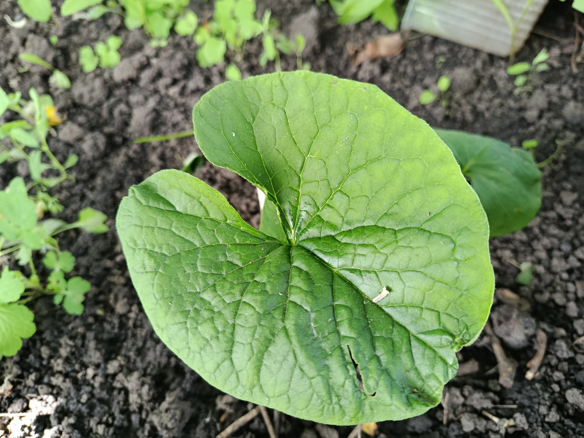 Бруннера, также 2 корешка за 50₽