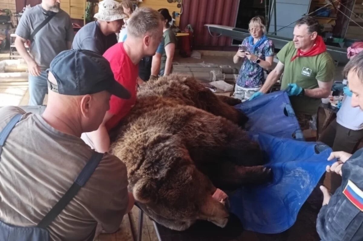    Зуб Мансура.